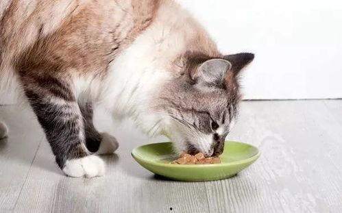 动漫猫咪吃瓜视频,猫咪吃瓜视频背后的趣味世界