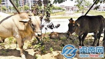 贵州小伙吃瓜放牛视频,田园生活画卷展开