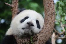 熊猫吃瓜视频合集,萌态百出，欢乐无限