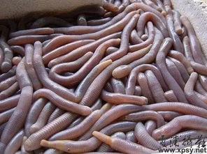 吃瓜视频大全虫哥,虫哥带你领略吃瓜视频大全的趣味世界