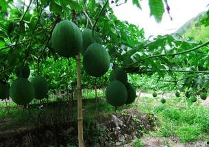 吊瓜是咋吃的视频讲解大全,视频教程大全解析