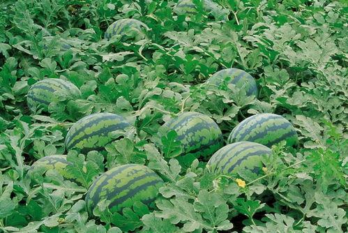 河南农民吃瓜视频大全